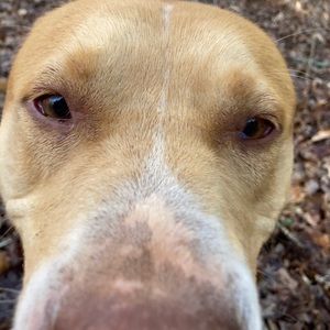 Meet your Posher, Taleta